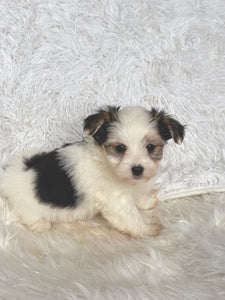 Boomer Male Toy Morkie