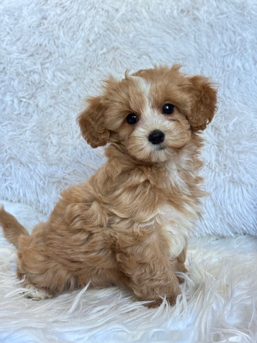 Charlie Male Toy Maltipoo