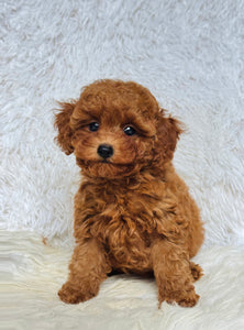 Sara Female Toy/Mini Poodle