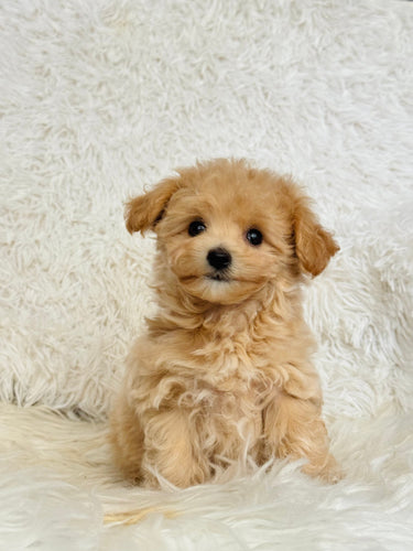 Freddie Male Toy Maltipoo