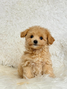 Freddie Male Toy Maltipoo