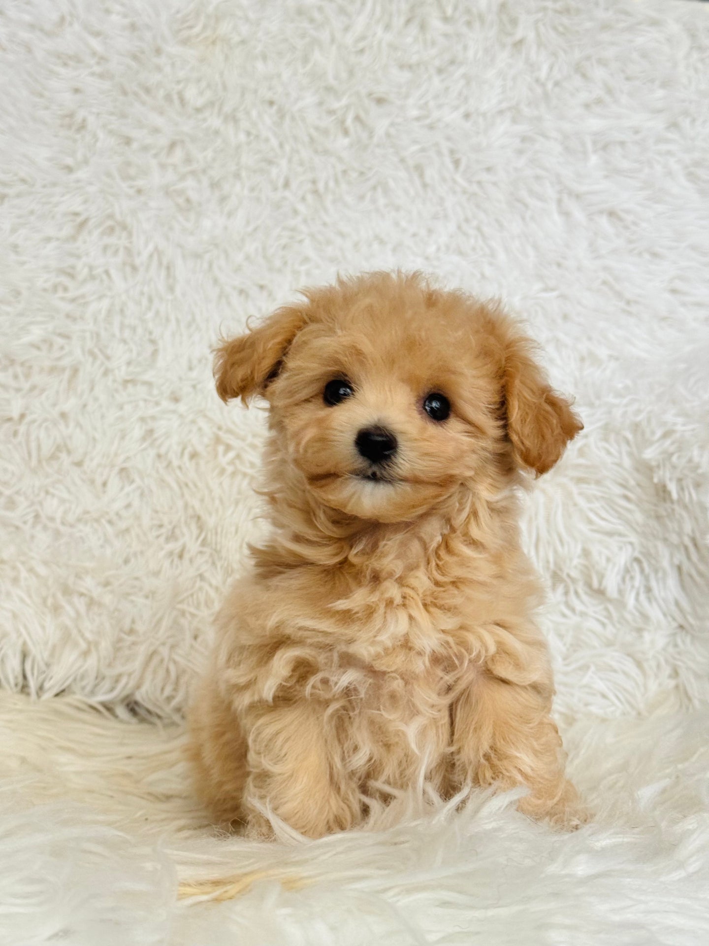Freddie Male Toy Maltipoo