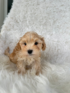 Nagano Male Toy Maltipoo