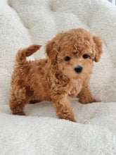 Load image into Gallery viewer, Abel Male Toy Maltipoo