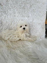 Load image into Gallery viewer, Keiko Female Toy Maltese