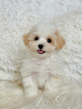 Load image into Gallery viewer, Bentley Male Toy Maltipoo