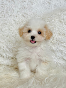 Bentley Male Toy Maltipoo