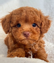 Cargar imagen en el visor de la galería, Roy Male Toy/Mini Poodle