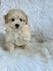 Mia Female Toy Maltipoo