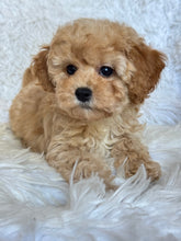 Load image into Gallery viewer, Moira Female Toy/Mini Poodle