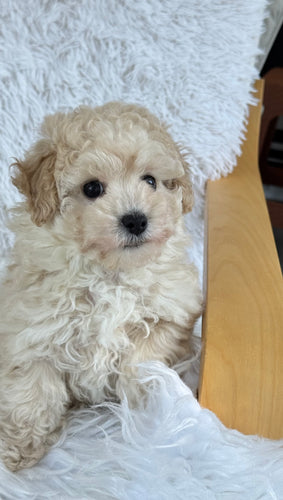 Mia Female Toy Maltipoo