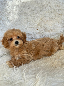 Amelia Female Toy Maltipoo