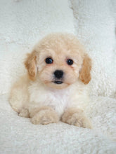 Load image into Gallery viewer, Gracie Female Toy/Mini Poodle