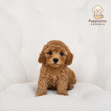 Cargar imagen en el visor de la galería, Alma Female Toy/Mini Poodle