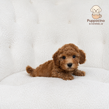 Cargar imagen en el visor de la galería, Alma Female Toy/Mini Poodle