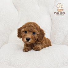 Cargar imagen en el visor de la galería, Alma Female Toy/Mini Poodle