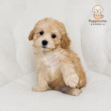 Load image into Gallery viewer, Argo Male Toy Maltipoo