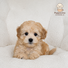 Load image into Gallery viewer, Argo Male Toy Maltipoo