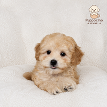 Load image into Gallery viewer, Argo Male Toy Maltipoo