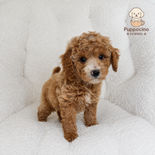 Cargar imagen en el visor de la galería, Atlas Male Mini Poodle