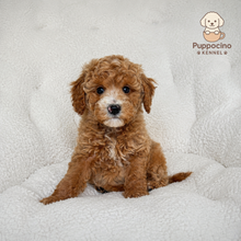 Cargar imagen en el visor de la galería, Atlas Male Mini Poodle
