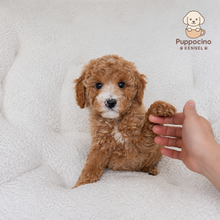 Cargar imagen en el visor de la galería, Atlas Male Mini Poodle