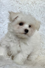 Load image into Gallery viewer, Frankie Male Tiny Toy Maltese