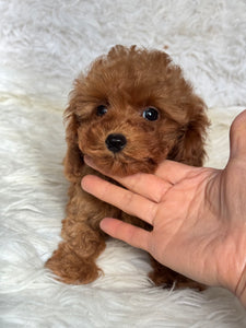 Hope Female Tiny Toy Poodle