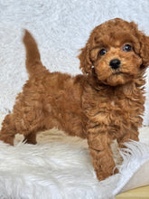 Load image into Gallery viewer, Ollie Male Mini Poodle