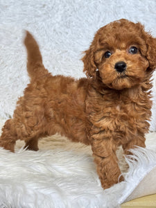 Ollie Male Mini Poodle