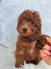 Load image into Gallery viewer, Appi Male Toy/Mini Poodle