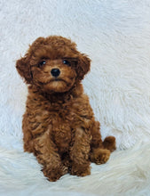 Load image into Gallery viewer, Rosie Female Toy Poodle