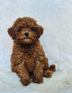 Rosie Female Toy Poodle