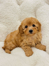 Charger l&#39;image dans la galerie, Belly Female Toy/Mini Poodle