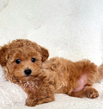 Charger l'image dans la galerie, Natalie Female Mini Poodle