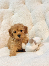 Charger l'image dans la galerie, Joy Female Toy/Mini Poodle