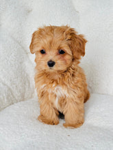 Load image into Gallery viewer, Alice Female Toy Maltipoo