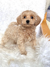 Load image into Gallery viewer, Kang-dae Male Toy Maltipoo (means strong in Korean)