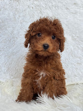 Load image into Gallery viewer, Appi Male Toy/Mini Poodle