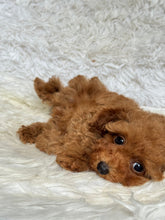 Load image into Gallery viewer, Faith Female Tiny Toy Poodle