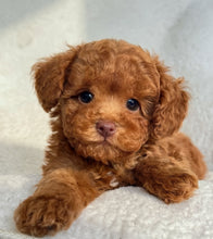 Cargar imagen en el visor de la galería, Roy Male Toy/Mini Poodle