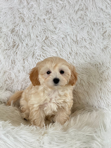 Estella Female Toy Maltipoo