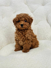 Load image into Gallery viewer, Chestnut Female Toy/Mini Poodle