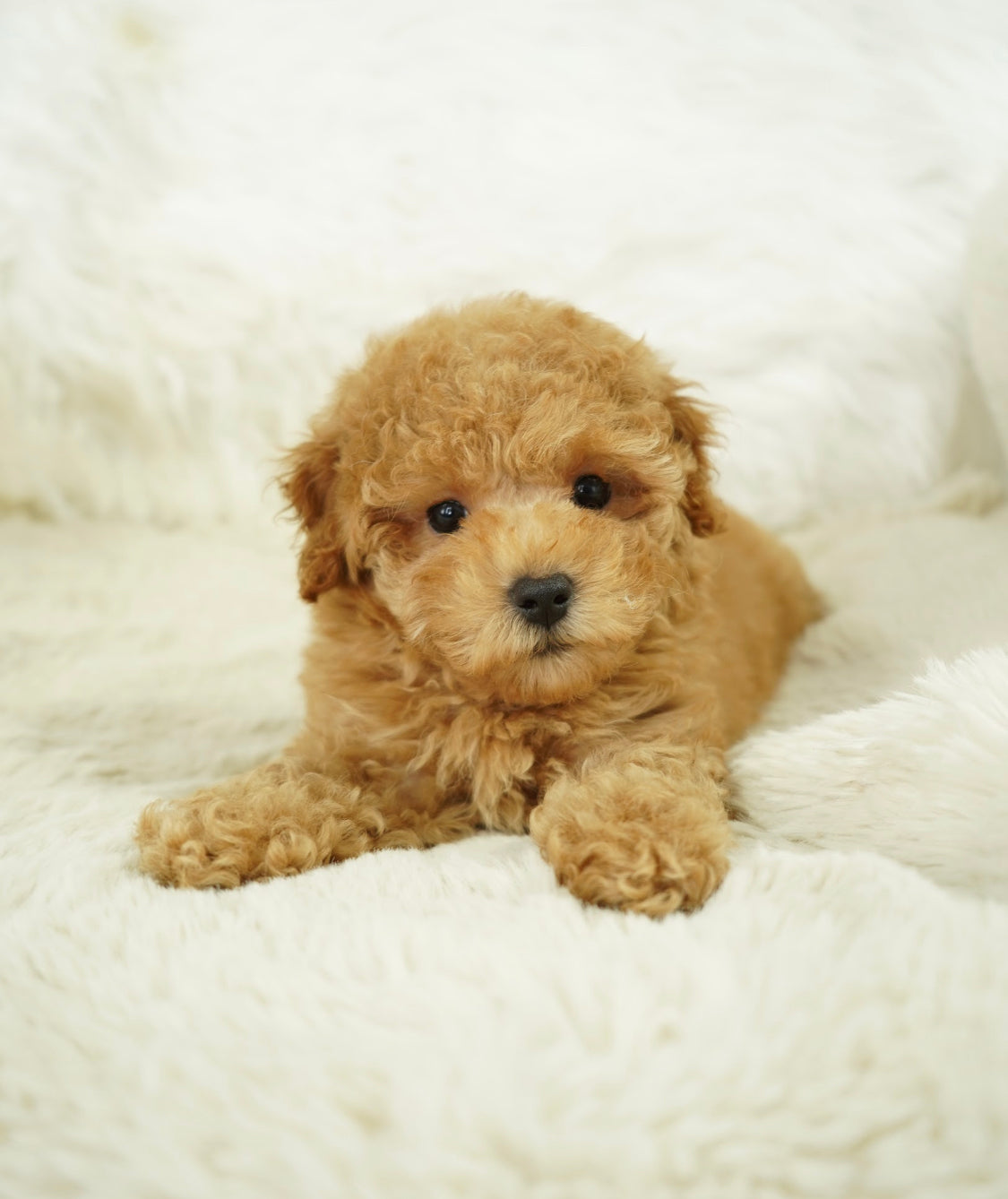 Bobby Male Tiny Toy Poodle