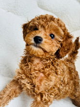 Cargar imagen en el visor de la galería, Buddy Male Toy/Mini Poodle