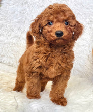 Load image into Gallery viewer, Teddy Male Mini Poodle