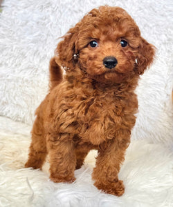Teddy Male Mini Poodle