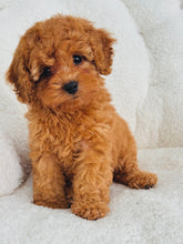 Load image into Gallery viewer, Maple Female Toy Poodle (reserved)