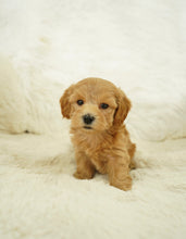 Load image into Gallery viewer, Zach Male Toy Maltipoo