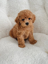 Load image into Gallery viewer, Abel Male Toy Maltipoo